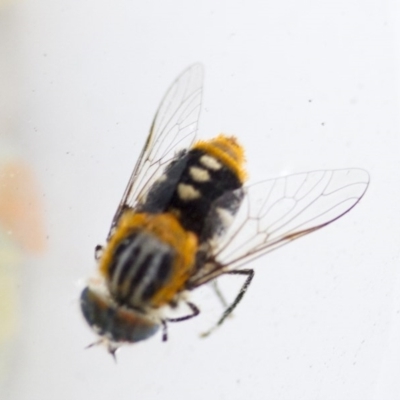 Scaptia patula (March fly) at Higgins, ACT - 9 Jan 2017 by AlisonMilton