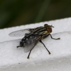 Sarcophagidae sp. (family) (Unidentified flesh fly) at Higgins, ACT - 8 Jan 2017 by Alison Milton