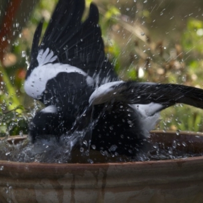 Gymnorhina tibicen (Australian Magpie) at Higgins, ACT - 12 Jan 2017 by Alison Milton