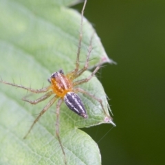 Oxyopes (genus) (Lynx spider) at Higgins, ACT - 9 Jan 2017 by AlisonMilton