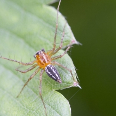 Oxyopes (genus) (Lynx spider) at Higgins, ACT - 9 Jan 2017 by AlisonMilton