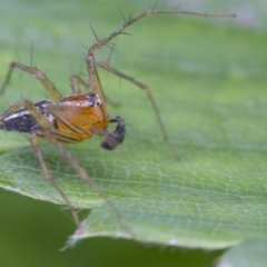 Oxyopes sp. (genus) at Higgins, ACT - 9 Jan 2017