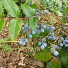 Berberis aquifolium (Oregon Grape) at Mount Ainslie to Black Mountain - 8 Jan 2017 by JanetRussell