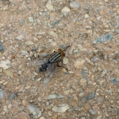 Sarcophagidae sp. (family) (Unidentified flesh fly) at Commonwealth & Kings Parks - 8 Jan 2017 by JanetRussell