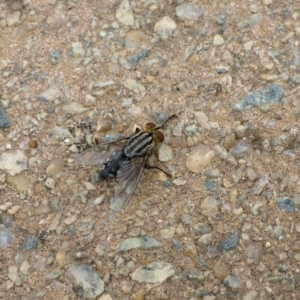 Sarcophagidae (family) at Canberra, ACT - 9 Jan 2017 08:48 AM