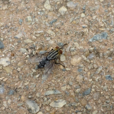 Sarcophagidae sp. (family) (Unidentified flesh fly) at Mount Ainslie to Black Mountain - 8 Jan 2017 by JanetRussell