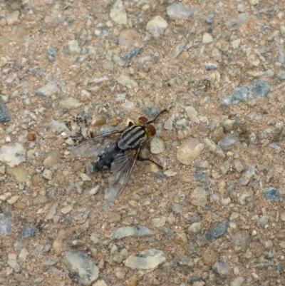 Sarcophagidae (family) (Unidentified flesh fly) at Canberra, ACT - 9 Jan 2017 by JanetRussell