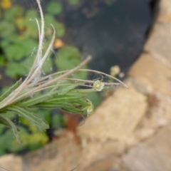 Epilobium hirtigerum (Hairy Willowherb) at Canberra, ACT - 9 Jan 2017 by JanetRussell