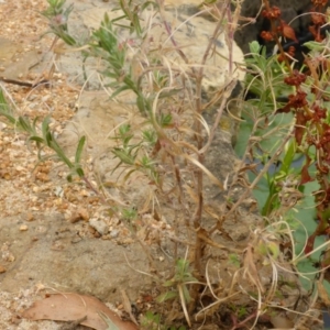 Epilobium hirtigerum at Canberra, ACT - 9 Jan 2017 08:52 AM