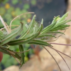 Epilobium hirtigerum at Canberra, ACT - 9 Jan 2017 08:52 AM