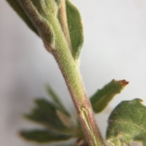 Epilobium hirtigerum at Canberra, ACT - 9 Jan 2017 08:52 AM