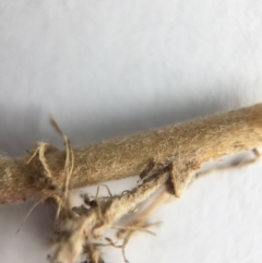 Epilobium hirtigerum at Canberra, ACT - 9 Jan 2017 08:52 AM