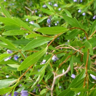 Billardiera heterophylla (Western Australian Bluebell Creeper) at City Renewal Authority Area - 9 Jan 2017 by JanetRussell