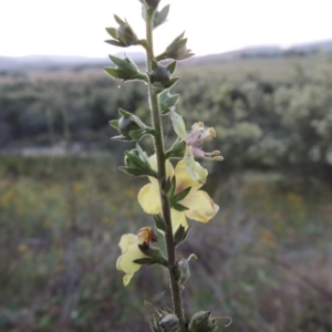 Verbascum sp. at Bonython, ACT - 12 Jan 2017