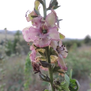 Verbascum sp. at Bonython, ACT - 12 Jan 2017