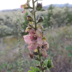 Verbascum sp. at Bonython, ACT - 12 Jan 2017