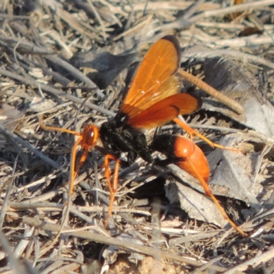 Cryptocheilus bicolor (Orange Spider Wasp) at Pine Island to Point Hut - 12 Jan 2017 by michaelb
