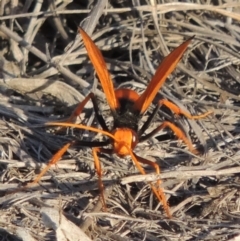 Cryptocheilus bicolor at Greenway, ACT - 12 Jan 2017 08:00 PM