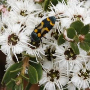 Castiarina flavopicta at Coree, ACT - 13 Jan 2017