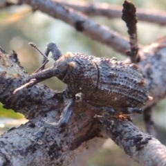 Orthorhinus cylindrirostris at Bonython, ACT - 12 Jan 2017