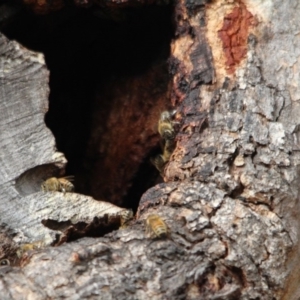 Apis mellifera at Bournda, NSW - 14 Jan 2017 08:55 AM