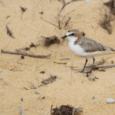 Anarhynchus ruficapillus (Red-capped Plover) at Bournda, NSW - 13 Jan 2017 by MichaelMcMaster