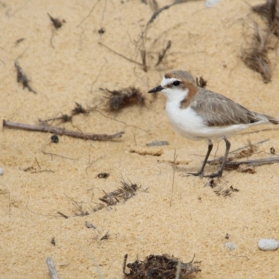 Anarhynchus ruficapillus (Red-capped Plover) at Bournda, NSW - 14 Jan 2017 by MichaelMcMaster