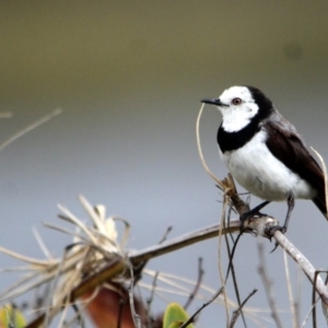 Epthianura albifrons at Bournda, NSW - suppressed