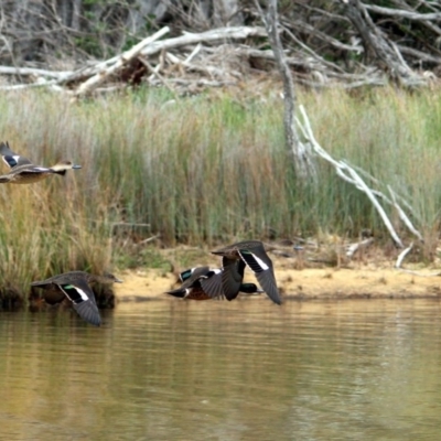 Anas castanea (Chestnut Teal) at Bournda, NSW - 13 Jan 2017 by MichaelMcMaster