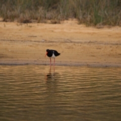 Haematopus longirostris (Australian Pied Oystercatcher) at Bournda, NSW - 14 Jan 2017 by MichaelMcMaster