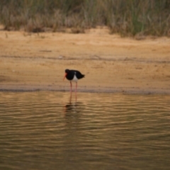 Haematopus longirostris (Australian Pied Oystercatcher) at Bournda, NSW - 13 Jan 2017 by MichaelMcMaster