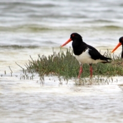 Haematopus longirostris (Australian Pied Oystercatcher) at Wallagoot, NSW - 13 Jan 2017 by MichaelMcMaster