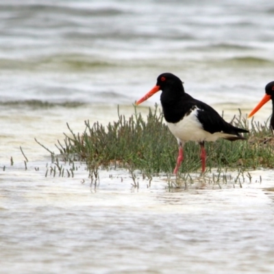 Haematopus longirostris (Australian Pied Oystercatcher) at Wallagoot, NSW - 14 Jan 2017 by MichaelMcMaster