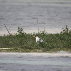 Hydroprogne caspia (Caspian Tern) at Wallagoot, NSW - 13 Jan 2017 by MichaelMcMaster