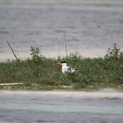 Hydroprogne caspia (Caspian Tern) at Wallagoot, NSW - 14 Jan 2017 by MichaelMcMaster