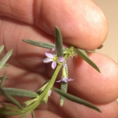 Lythrum hyssopifolia (Small Loosestrife) at Hackett, ACT - 16 Jan 2017 by SilkeSma