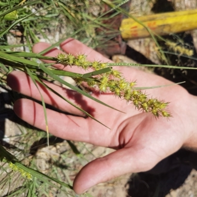 Cenchrus longispinus (Spiny Burrgrass, Spiny Burrgrass) at Uriarra Village, ACT - 15 Jan 2017 by ACTBioSecurity