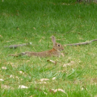 Oryctolagus cuniculus (European Rabbit) at Mount Ainslie to Black Mountain - 9 Jan 2017 by JanetRussell