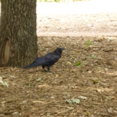 Corvus coronoides (Australian Raven) at Canberra, ACT - 8 Jan 2017 by JanetRussell