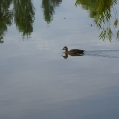 Anas superciliosa (Pacific Black Duck) at Canberra, ACT - 9 Jan 2017 by JanetRussell