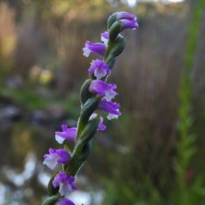 Spiranthes australis (Austral Ladies Tresses) at Paddys River, ACT - 16 Jan 2017 by JohnBundock