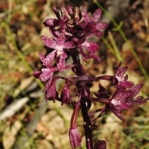 Dipodium punctatum at Paddys River, ACT - 16 Jan 2017