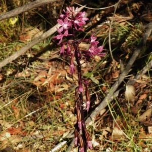 Dipodium punctatum at Paddys River, ACT - 16 Jan 2017