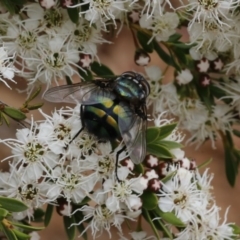 Rutilia (Chrysorutilia) sp. (genus & subgenus) at Coree, ACT - 13 Jan 2017