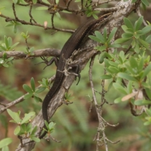 Pseudemoia entrecasteauxii at Coree, ACT - 13 Jan 2017