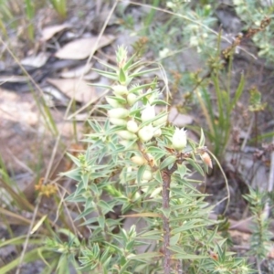 Melichrus urceolatus at Kambah, ACT - 30 Aug 2008