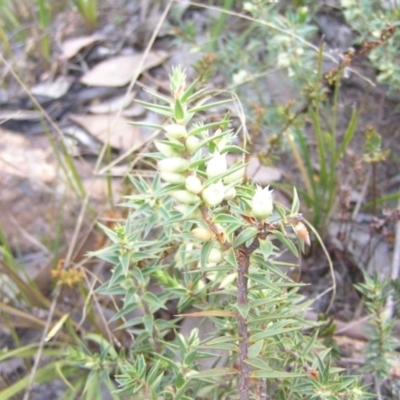 Melichrus urceolatus (Urn Heath) at Kambah, ACT - 30 Aug 2008 by MatthewFrawley