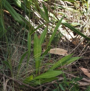 Picris angustifolia subsp. merxmuelleri at Cotter River, ACT - 16 Jan 2017