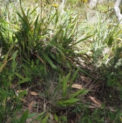 Picris angustifolia subsp. merxmuelleri at Cotter River, ACT - 16 Jan 2017