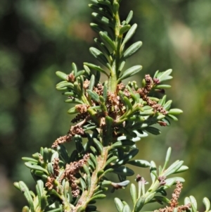 Podocarpus lawrencei at Cotter River, ACT - 16 Jan 2017 11:40 AM